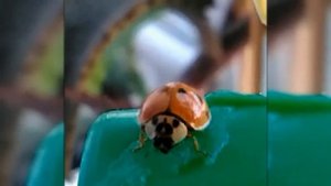 Ladybug eats honey/Божья коровка кушает мёд