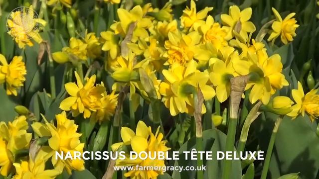 Narcissus 'Tête Bouclé' - FarmerGracy.co.uk смотреть онлайн
