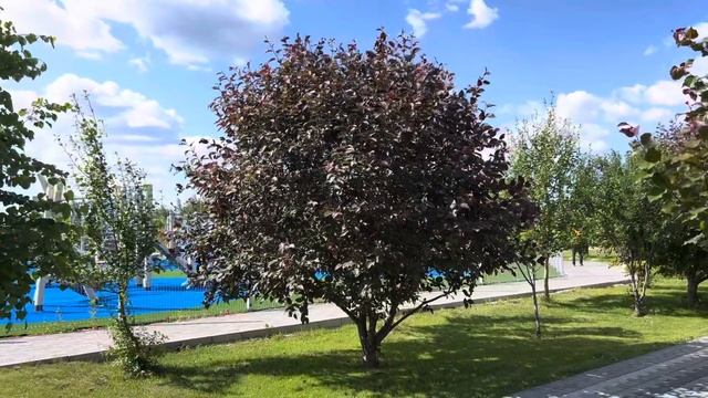 Яблони Декоративные Краснолистные Формы - Идельное решение для Озеленения Территорий любой сложност смотреть онлайн