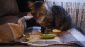 Кот и огурец. Кот ест огурец.