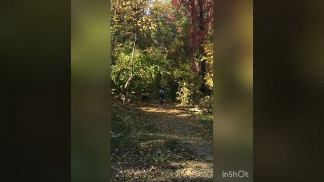 Ростов-на-Дону, Александровка, роща. 19.10.2021