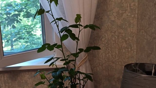 Моя новая покупка. Парковая роза " Louise Odier". смотреть онлайн