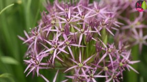 AIL D’ORNEMENT : LES 20 PLUS BELLES ESPÈCES ET VARIÉTÉS POUR LE JARDIN. Le Quotidien du Jardin N°30