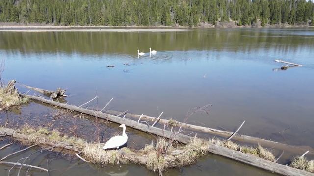 Нязя лебединая.mp4 смотреть онлайн