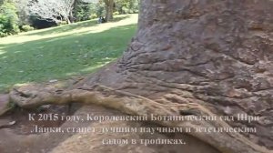 Шри-Ланка, Королевский ботанический сад (Royal Botanic Gardens)