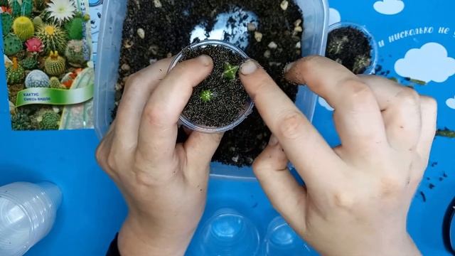 Кактусы из семян, посев, пересадка кактусов и что в итоге выросло