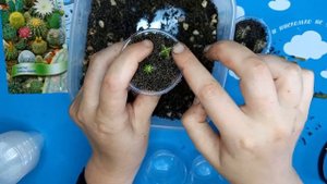 Кактусы из семян, посев, пересадка кактусов и что в итоге выросло
