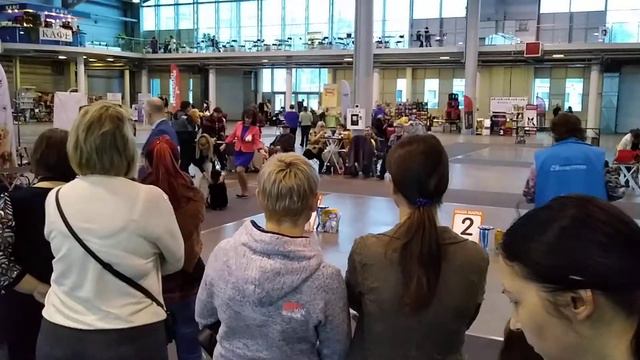 04.02.18г. Монопородная выставка пуделей. Best-in-show. LITVIKS INFINITY. смотреть онлайн
