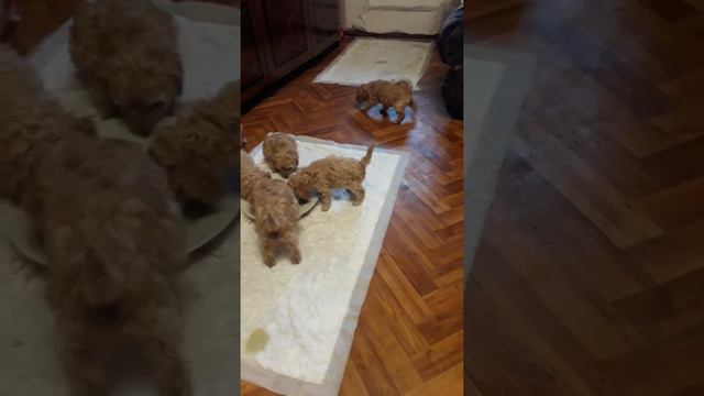 Щенки той пуделя мальчики и девочки смотреть онлайн