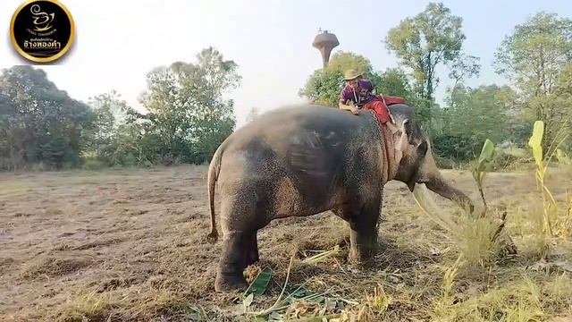 ❗พ่อพลายเอกชัย❗ช้างเผือกที่สวยและสง่าที่สุด смотреть онлайн