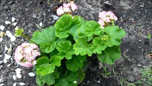 Пеларгония розебудная. Пеларгония Яблоневый цвет (Apple blossom rosebud)