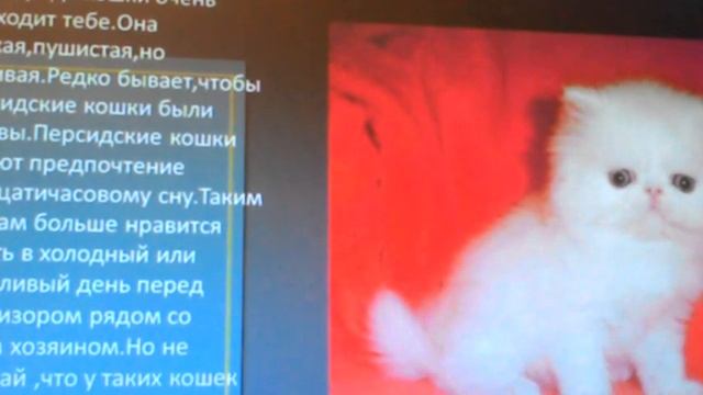 какая кошка падходит тебе ? смотреть онлайн