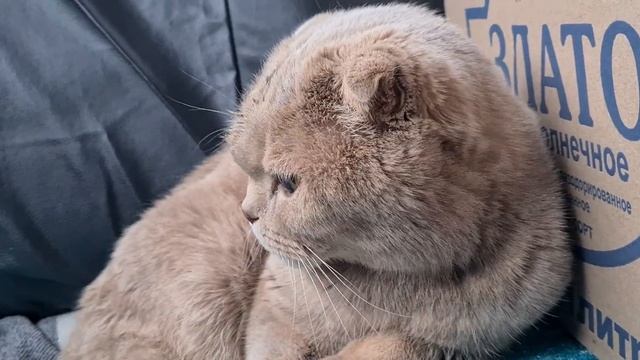 ?С ЮГА на СЕВЕР. Автопутешествие на 10000 км Дорога из Крыма на СЕВЕР. Путешествие на Машине с КОТО