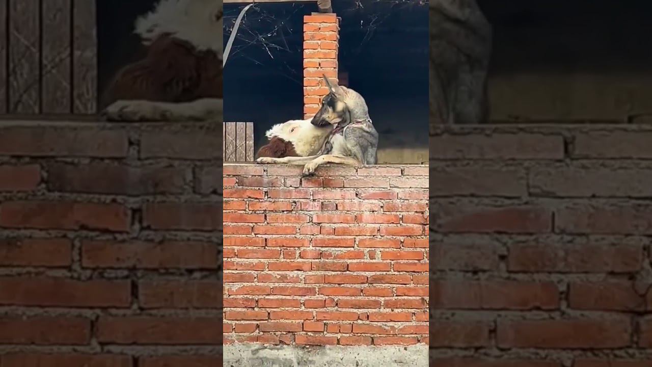 У этого пса есть телка смотреть онлайн