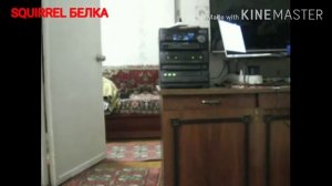 Как отомстить соседям #1