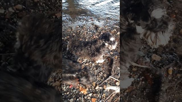 @бывает кусачей только от жизни@#собаки #шпиц #передержка#ростов