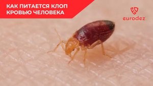 ПРОЦЕСС ЖИЗНИ КЛОПОВ