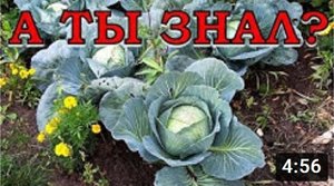 СЕНТЯБРЬ: важные работы на огороде???