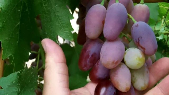 сорт винограда Придорожный. смотреть онлайн
