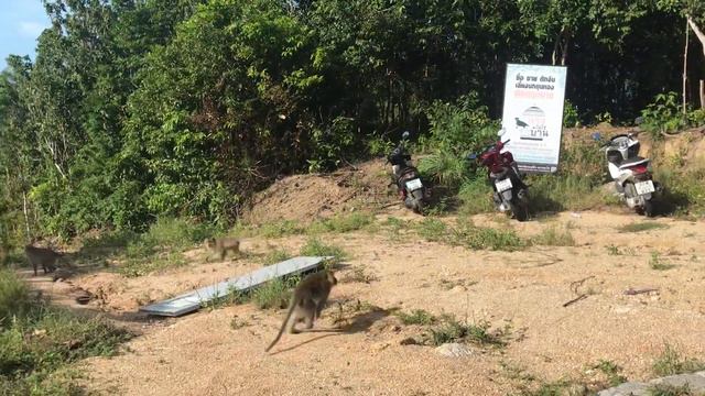 Community Primates | Сообщество приматов | Обезьяны Пханган смотреть онлайн