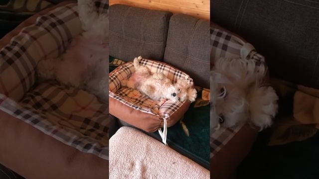 Хренодер смотреть онлайн