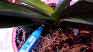 ФИТОСПОРИН - ПАНАЦЕЯ ДЛЯ ОРХИДЕИ? БУТОНЫ И ЦВЕТОНОС ОРХИДЕИ - СУШИТ, СБРОСИЛА, ВЯНУТ?!