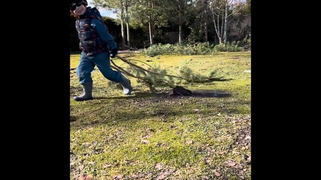 Vikatimees OÜ hekilõikus, ohtliku puu langetamine Kastre vallas Tartumaal, kändude freesimine смотреть онлайн