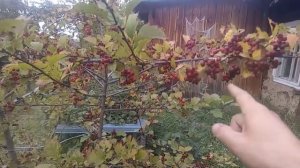 Дизайн от Бога, растения светятся.