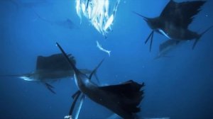 Рыба парусник