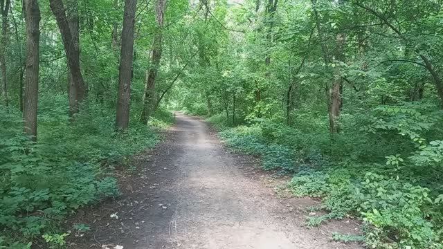 Лесная Красота смотреть онлайн