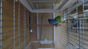 Интернациональный брак или новая пара попугаев Катерины