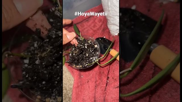 #Hoya Wayetii wasn’t ready for soil, needs more time for roots to grow #plants #shorts #shortvideo