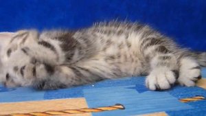 Шотландская вислоухая кошка отзывы