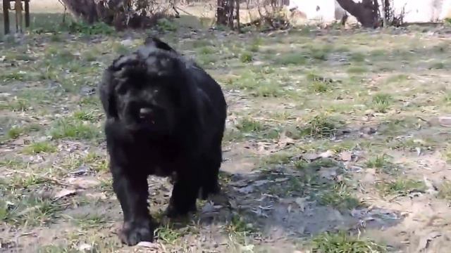 Щенки русского чёрного терьера о.СЗР Агат м.Ежевика Ягодка СР 45 дней