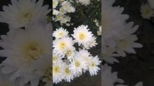 Хризантемы Балтика Уайт 1 ноября