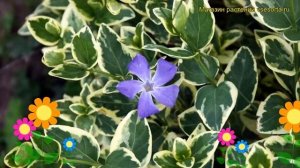 Барвинок большой Вариегата. Краткий обзор, описание характеристик vinca major Variegata