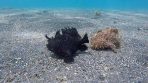 Couple of frog-fish swimming // Парочка рыб-лягушек плавают