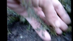 Сеянцы ели голубой и туи колоновидной. Как растет голубая ель? Как растет туя?
