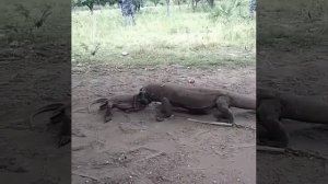 Waaoowww... Komodo Dragon eats Komodo Dragon