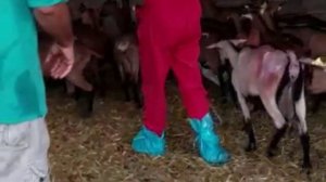 Полный процесс подготовки и искусственное осеменение коз на ферме Fontegranna, Италия.