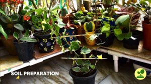 How to Care and Propagate One of The Most Popular Indoor Houseplant Syngonium | Arrow Head Plant