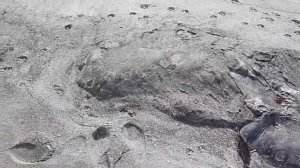 Океан, море, монстры!!! необычные жители морских глубин!!!