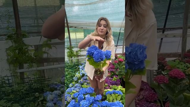 ГОРТЕНЗІЯ смотреть онлайн