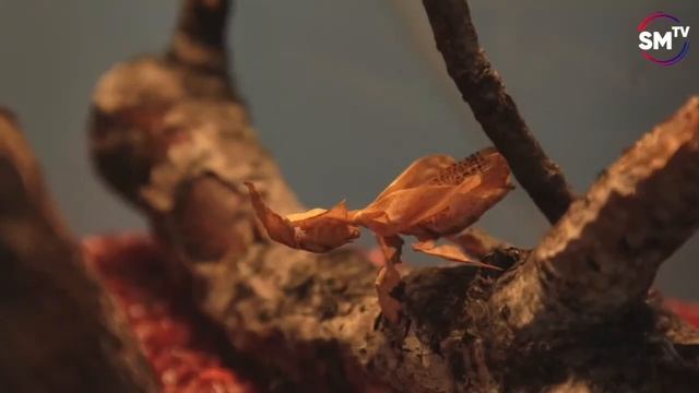 Выставка Богомолов смотреть онлайн