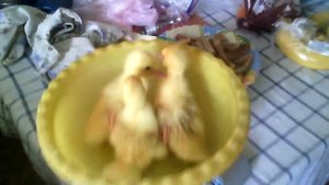 Благоварские мускусные уточки