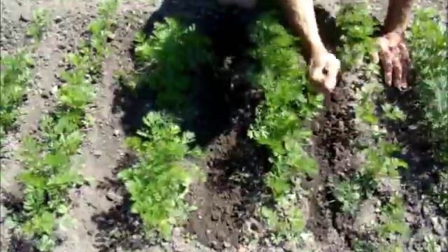 Если твёрдая земля для моркови смотреть онлайн