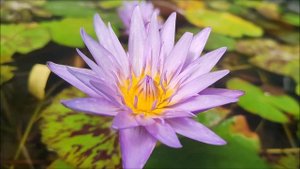 Nymphaea micrantha