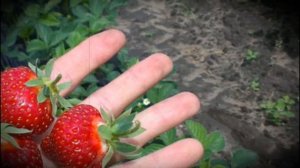 Клубника сорта хоней  растение со сладкими, ароматными плодами