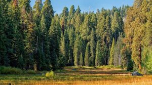 Бесплатно лес на строительство