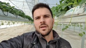 Клубника. Гидропоника. Производство рассады